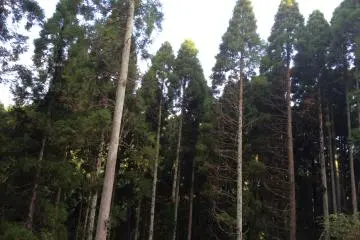 <p>Pepohonan tinggi memberi rasa tenang terpisah dari kehidupan kota.</p>