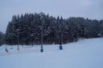 Lovely frozen trees...