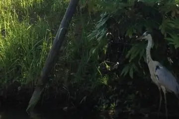 This Heron was not at all disturbed by our boat coming so close to him. (Photo: Louise Waghorn. )