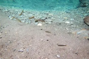 <p>Takahaya (Chinese minnows - some of them big enough to fry in a pan), in the Amago Pool &nbsp;</p>