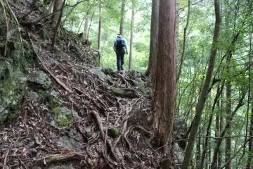 <p>Sometimes the trail required scambling over tree roots</p>