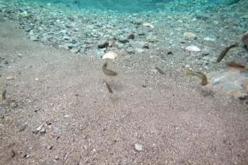 <p>The takahaya approach to investigate a sinking pebble</p>