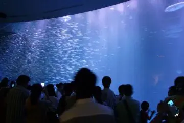 <p>Fish tornado</p>
