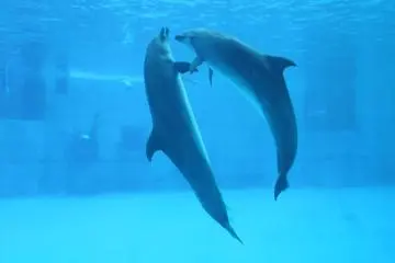<p>Swimming with a friend</p>
