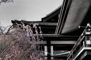 Cherry blossoms