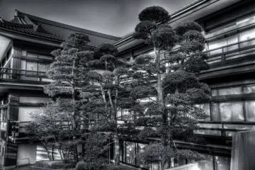 Finely manicured trees