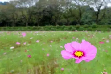 Cosmos at Kinchakuda Park