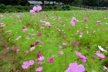 <p>There is a paid parking lot right next to the flowers and the site appeared to be very dog-friendly</p>