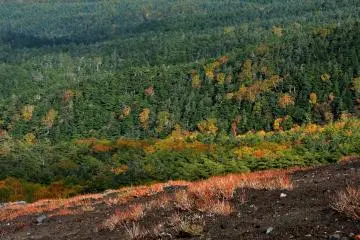 Evergreens mixed with deciduous tree make a beautiful texture