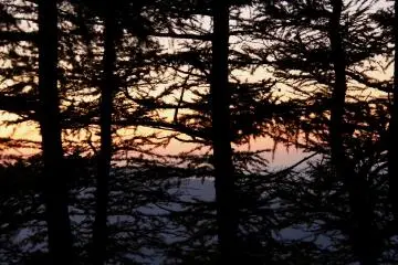 <p>A sunrise appears behind the trees</p>
