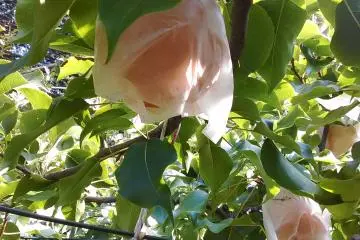 Japanese pears covered in paper bags