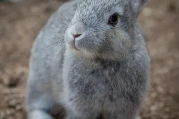 <p>La plupart des lapins d'Okunoshima sont bruns mais celui-ci avait une belle fourrure argent&eacute;e</p>
