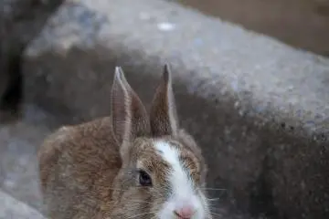 <p>Un b&eacute;b&eacute; lapin</p>
