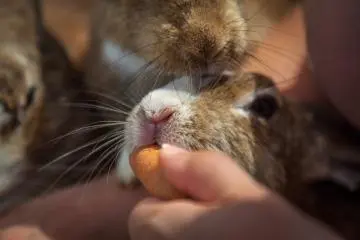 <p>Une fois qu'ils savent que vous avez de la nourriture, ils ne vous quittent plus</p>
