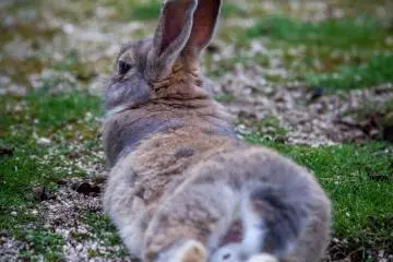 <p>Un lapin sans peur</p>
