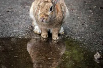 <p>Ne suis-je pas magnifique ?</p>
