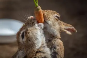 <p>Une carotte pour deux</p>
