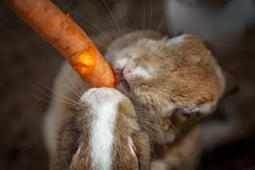 <p>Une carotte pour deux</p>
