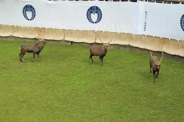 The three buck deer of the first round of the ceremony