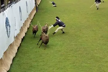 The moment a deer is lassoed