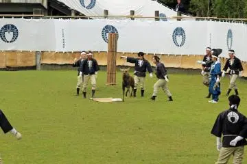 An antler-cut deer is released and makes its escape