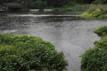 <p>Pemandangan dari jalan berpapan kayu ke seberang sungai</p>