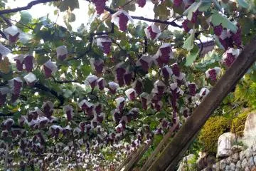 Katsunuma: Kota Wine dari Jepang