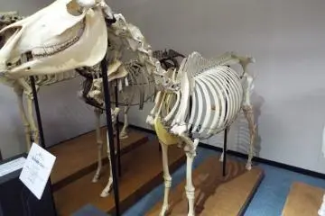 <p>Actual Skeleton of Samurai Warriors horse killed in Kamakura 1333 battle.</p>