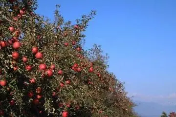 사과 과수원
