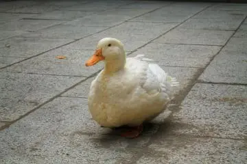 <p>Close-up of the 'goose of the house'</p>