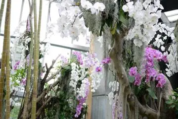 In the Conservatory
