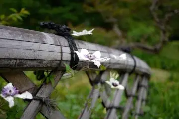 I liked the way these flowers were growing on the bamboo fence.