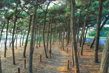 <p>Pine trees at the beach</p>