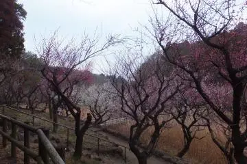<p>Taman Makigahara</p>