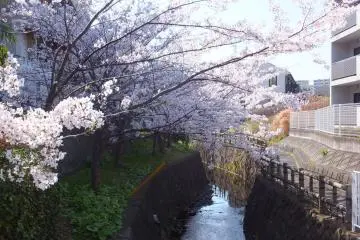 <p>Kanal Higashi Totsuka</p>