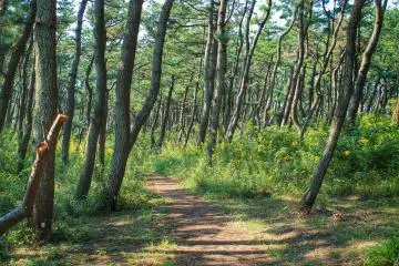 <p>Even though there is a path, it feels like being deep in the woods</p>