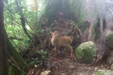 Baby Deer