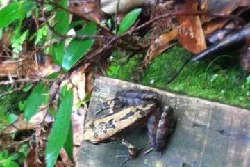 Frog