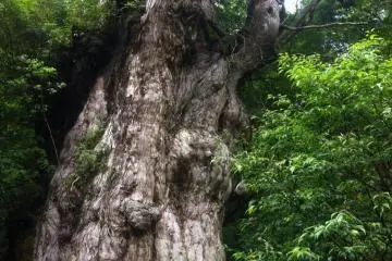 Jomon Sugi