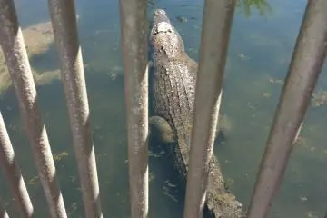 Croc in a cage