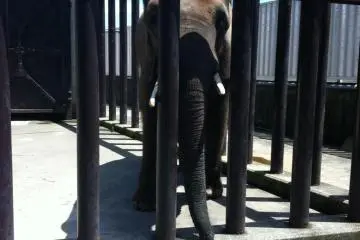 Elephant - I thought it was maybe looking a little sad, maybe it was the heat