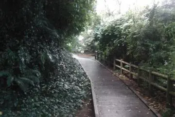 Wooden walkways snaking through the forest