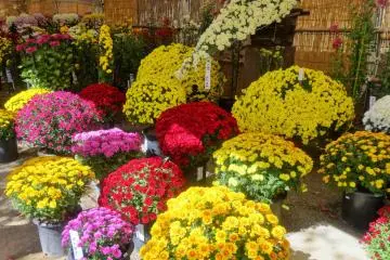 <p>Regular-sized mums are also on display just across from the bonsai shelves</p>