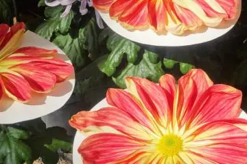 <p>It's much easier to count the petals on the regular mums! :)&nbsp;</p>