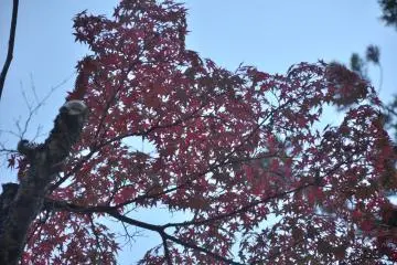 <p>Daun merah tua terlihat kontras dengan langit yang biru cerah</p>