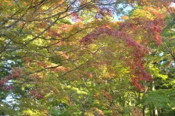 <p>Semakin indah bagaimana daun-daun yang berbeda warna tumpang tindih satu sama lain</p>