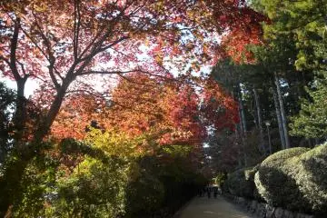 <p>Dedaunan di Zofukuin membentang di kebun untuk menciptakan bayangan di jalanan</p>