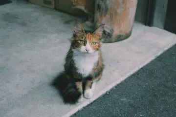 <p>Neko</p>