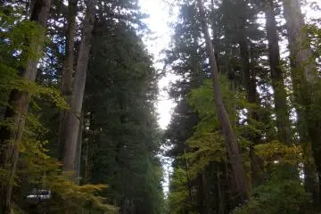 <p>fall in nikko</p>
