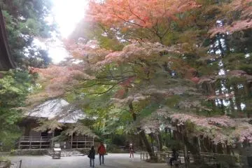 <p>Hiraizumi</p>